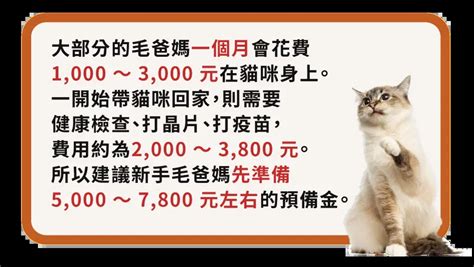 養貓注意事項|新手養貓必讀攻略！獸醫師分享用品準備、環境佈置及 6 大常見問。